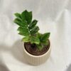Zamioculcas zamiifolia ‘Chameleon’ Zamioculcas zamiifolia Chameleon vzacna izbova rastlina