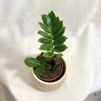 Zamioculcas zamiifolia Chameleon vzacna izbova rastlina