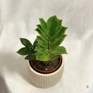 Zamioculcas zamiifolia ‘Chameleon’ Zamioculcas zamiifolia Chameleon vzacna izbova rastlina