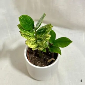 Zamioculcas zamiifolia ‘Chameleon’ Zamioculcas zamiifolia Chameleon vzacna izbova rastlina