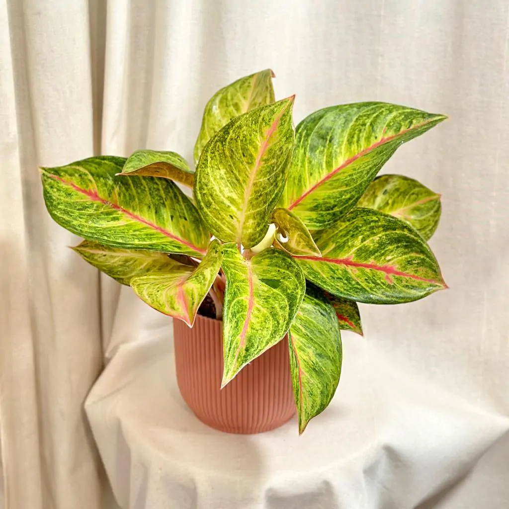 Aglaonema ‘Gala Red’ velká aglaonema gala red barevka pokojovka