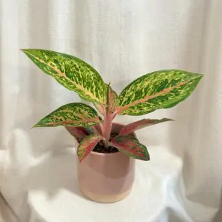 aglaonema lychee red barevna pokojovka pokojova rostlina