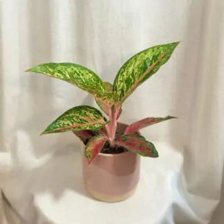 aglaonema lychee red barevna pokojovka pokojova rostlina
