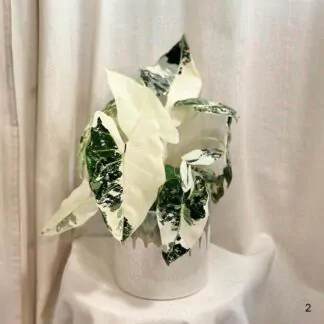 alocasie frydek variegata panasovana alokazie