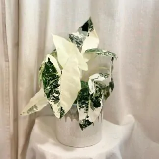 alocasia frydek variegata velka plantizia 2 Plantizia.cz