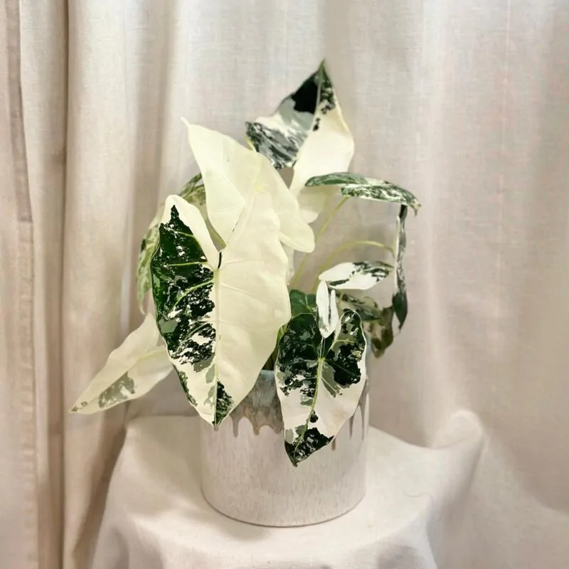 Alocasia micholitziana ‘Frydek’ variegata velká - Image 2