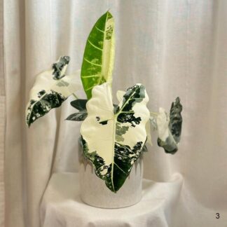alocasie frydek variegata panasovana alokazie