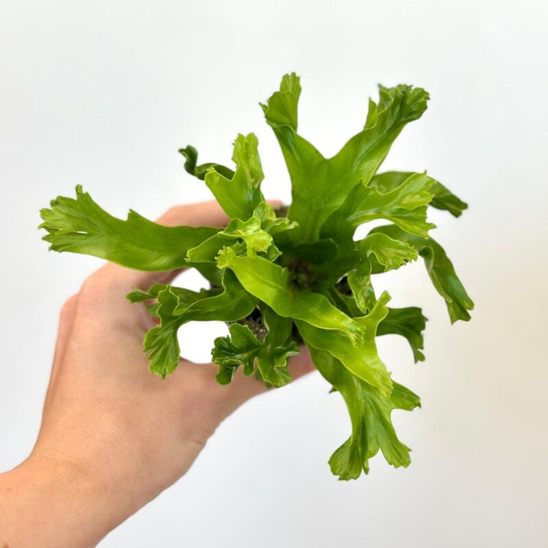 asplenium nidus crissie kapradina vlhkomilni pokojovka