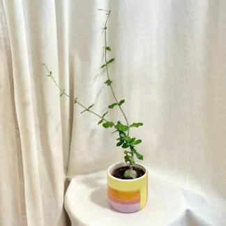 fockea edulis kaudex