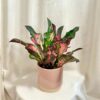 Krotónovec / Codiaeum variegatum ‘Mrs. Iceton’