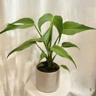 Monstera ‘Burle Marx Flame’ velká monstera burle marx flame