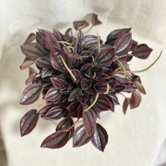 peperomia caperata Cayenne