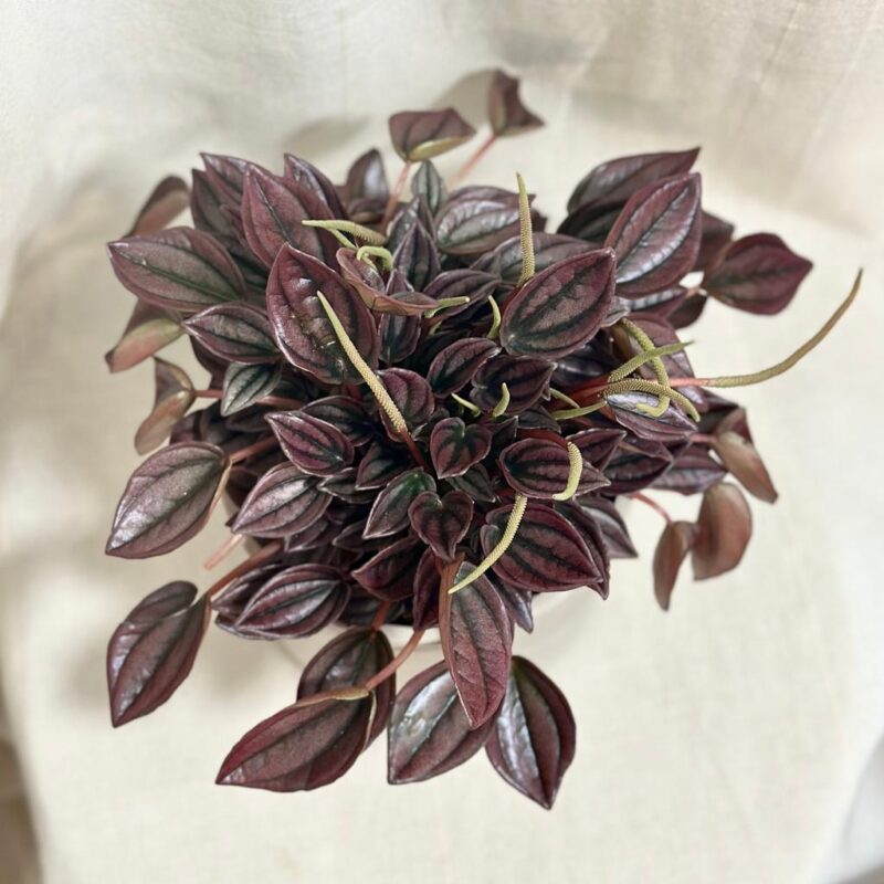 peperomia caperata Cayenne
