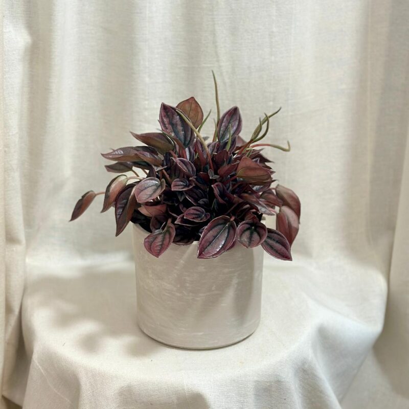 peperomia caperata Cayenne