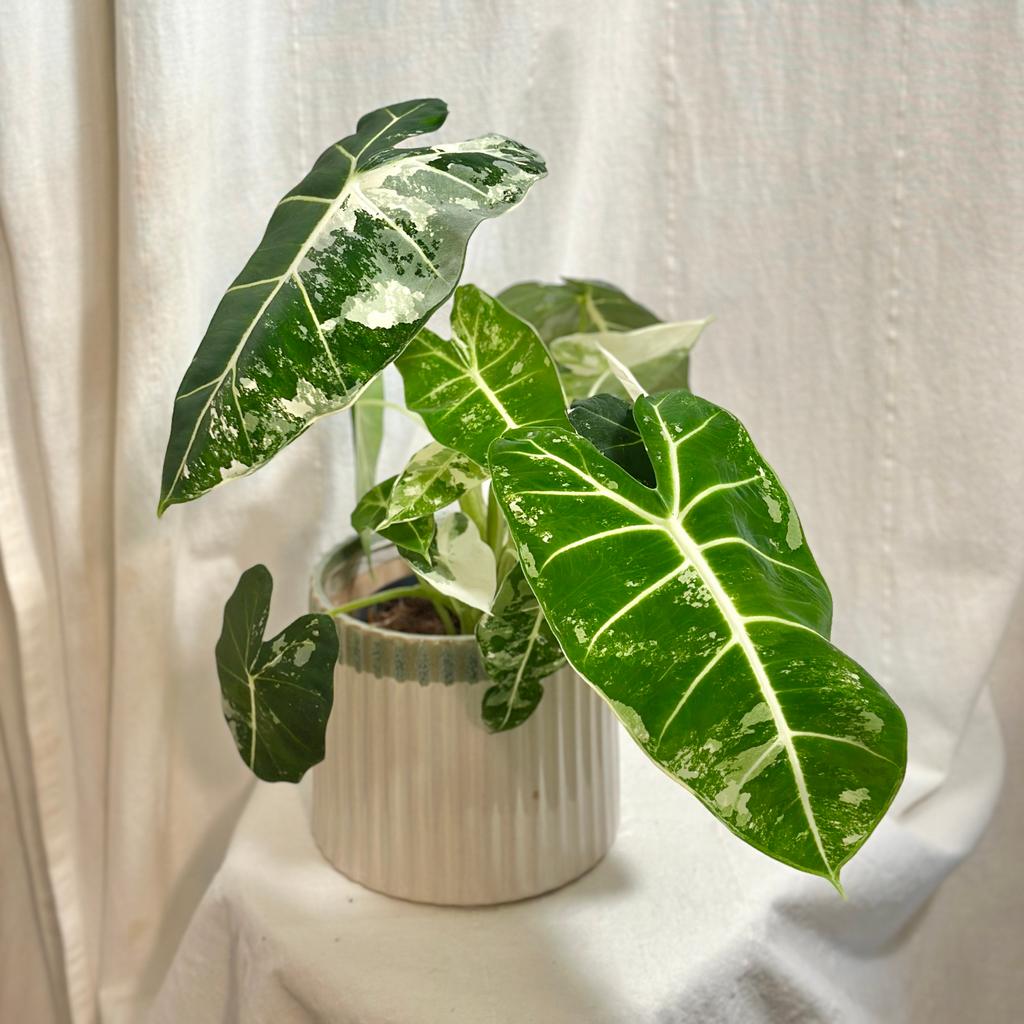 Alocasia micholitziana ‘Frydek’ variegata velká alocasia frydek variegata panasovana