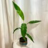 Banánovník Musa florida variegata bananovnik musa florida variegata panasovany