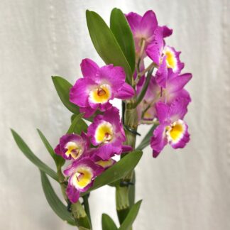 dendrobium nobile ruzove orchidej