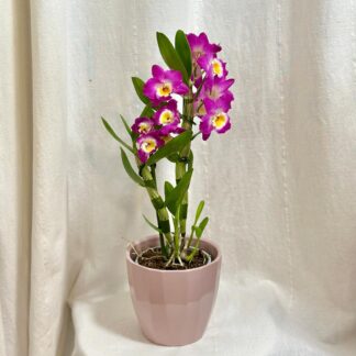 Orchidej Dendrobium nobile ‘Dark Pink’ dendrobium nobile ruzove orchidej