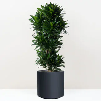 dracaena fragrans compacta velke pokojokvy pokojove rostliny