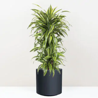 dracaena fragrans lemon lime velke pokojokvy pokojove rostliny