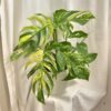 Epipremnum pinnatum ‘Cintho Goldfinger’ maxi epipremnum pinnatum cintho goldfinger