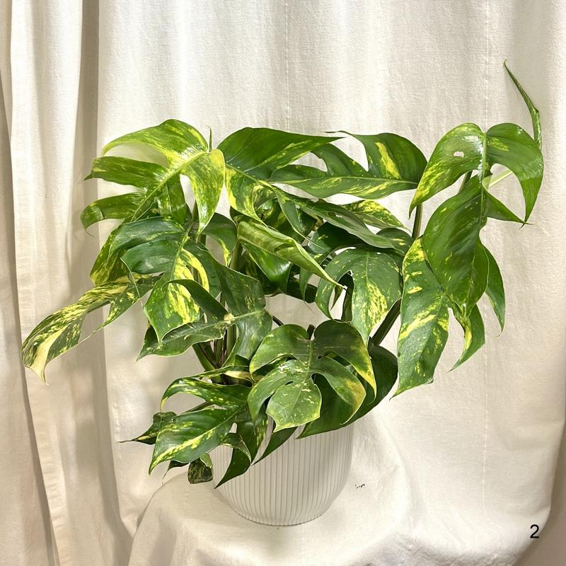 Epipremnum pinnatum ‘Cintho Goldfinger’ maxi epipremnum pinnatum cintho goldfinger