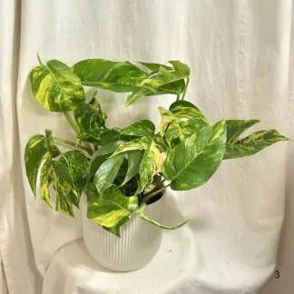 Epipremnum pinnatum ‘Cintho Goldfinger’ maxi epipremnum pinnatum cintho goldfinger
