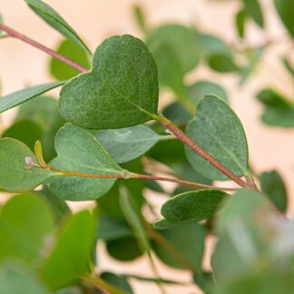 Pěstitelský set Eucalyptus websteriana eucalyptus websteriana zo semienok plantizia Plantizia.cz