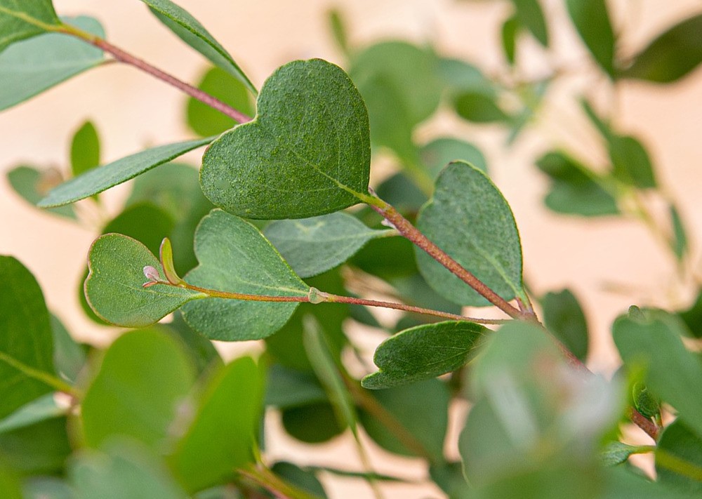 Pěstitelský set Eucalyptus websteriana Pěstitelský set Eucalyptus websteriana - Obrázek 4