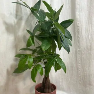 Pachira aquatica pachira aquatica