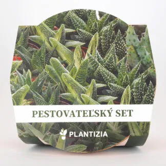 pestitelsky set aloe mix sukulenty ze semen semena pokojovych rostlin
