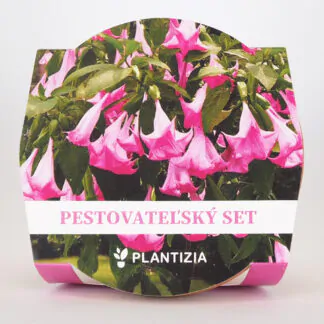 pestitelsky set brugmansia suaveolens pink Andělské trumpety ruzove ze semen