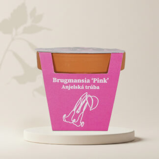 pestitelsky set brugmansia suaveolens pink Andělské trumpety ruzove ze semen