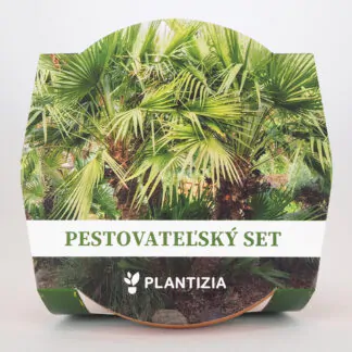 pestitelsky set chamaerops humilis palmicka nizka semena pokojovych rostlin plantizia