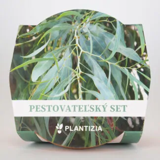pestitelsky set Eucalyptus nicholii semena pokojovych rostlin pokojovky