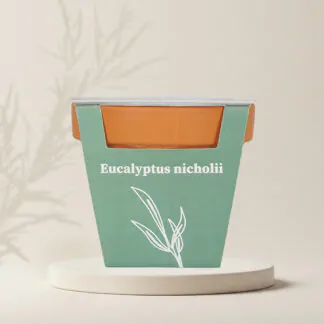 pestitelsky set Eucalyptus nicholii semena pokojovych rostlin pokojovky