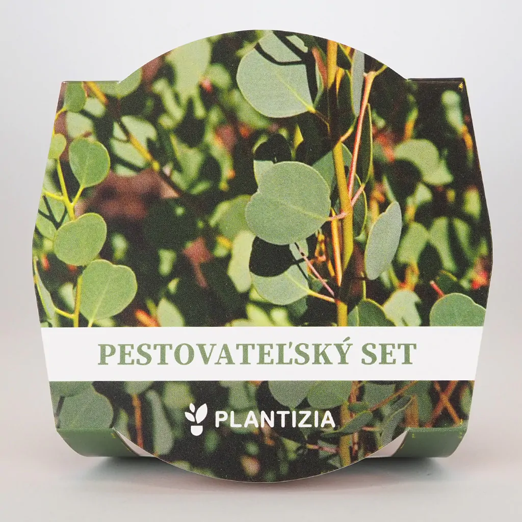 Pěstitelský set Eucalyptus websteriana pestitelsky set Eucalyptus websteriana semena pokojovych rostlin pokojovky