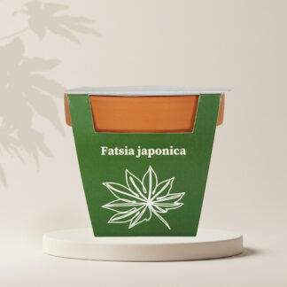 pestitelsky set fatsia japonika ze semen semena pokojovych rostlin plantizia seminka