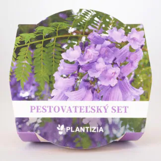 pestitelsky set jacaranda mimosifolia zakaranda ze semen semena rostlin plantizia