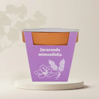 pestitelsky set jacaranda mimosifolia zakaranda ze semen semena rostlin plantizia
