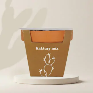 seminka kaktusy mix smes kaktusu a sukulentu pestovani ze semen pokojovky
