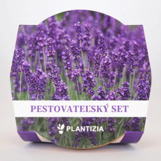seminka levandule lekarska lavandula angustifolia dobra semena pestovani ze semen pestitelsky set