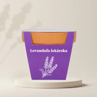 seminka levandule lekarska lavandula angustifolia dobra semena pestovani ze semen pestitelsky set
