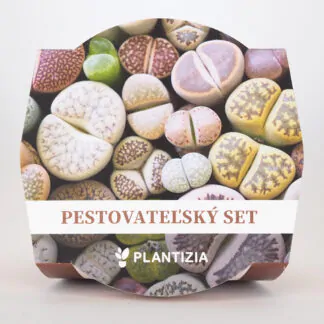 Pěstitelský set lithopsy zive kameny sukulenty ze semen seminka pokojovych rostlin