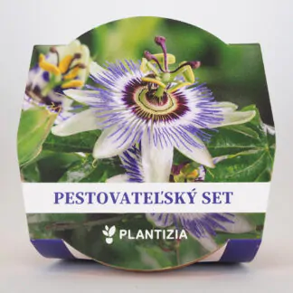pestitelsky set mucenka kristova koruna passiflora caerulea ze semen semena rostlin plantizia