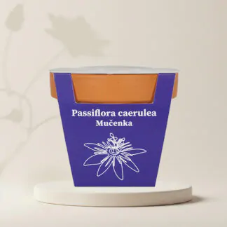 pestitelsky set mucenka kristova koruna passiflora caerulea ze semen semena rostlin plantizia