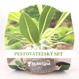pestitelsky set seminka Pachypodium densiflorum sukulent ze semen semena pokojovych rostlin plantizia