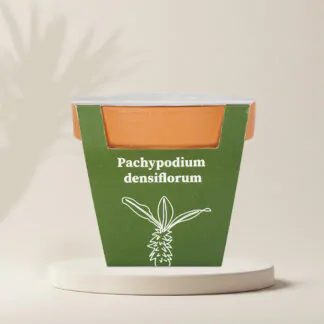pestitelsky set seminka Pachypodium densiflorum sukulent ze semen semena pokojovych rostlin plantizia