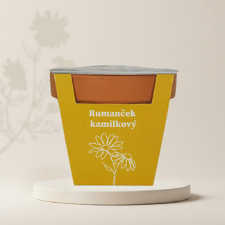 seminka hermanek pravy kamilka rumancek bylinka semena