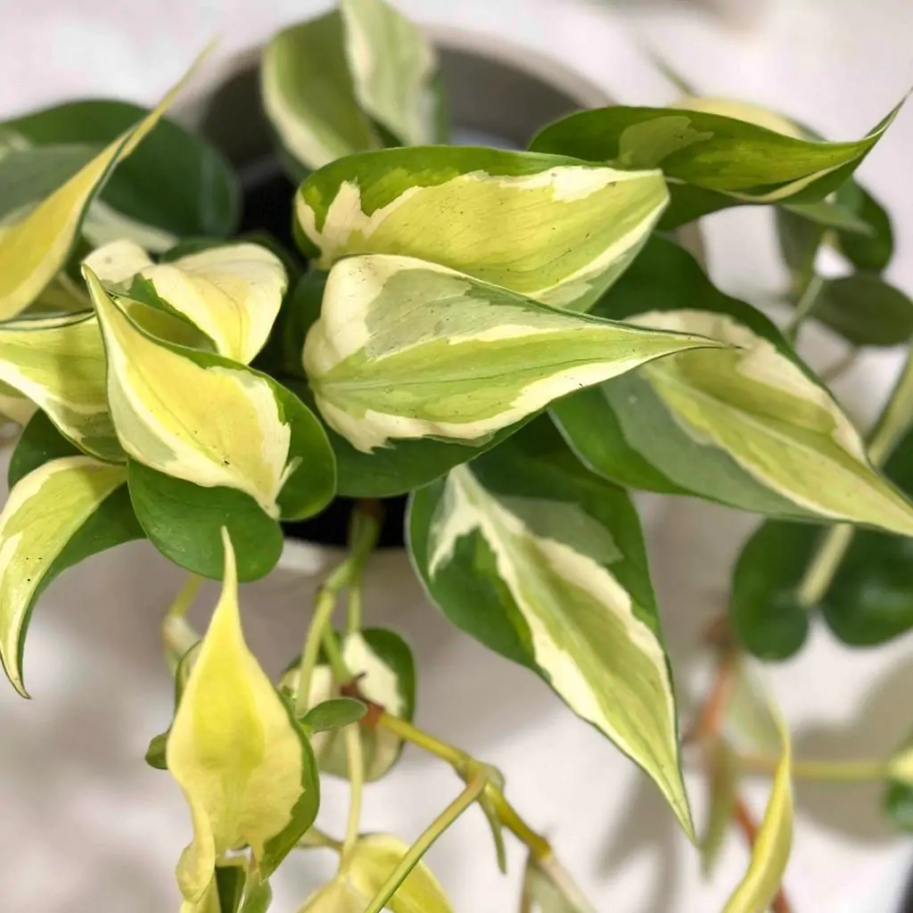 Philodendron hederaceum ‘Rio’ philodendron hederaceum rio panasovany